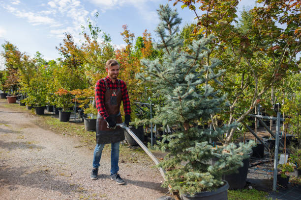 Reliable Lofall, WA Tree Service Solutions